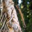 Kempingová sekera Gerber Bushcraft Coyote