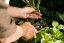 Dvoučepelové zahradní nůžky Fiskars P26